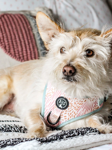 Harnais pour chien - Zoe - Bop Pop Pets – Image 4