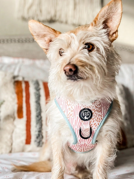 Harnais pour chien - Zoe - Bop Pop Pets – Image 2