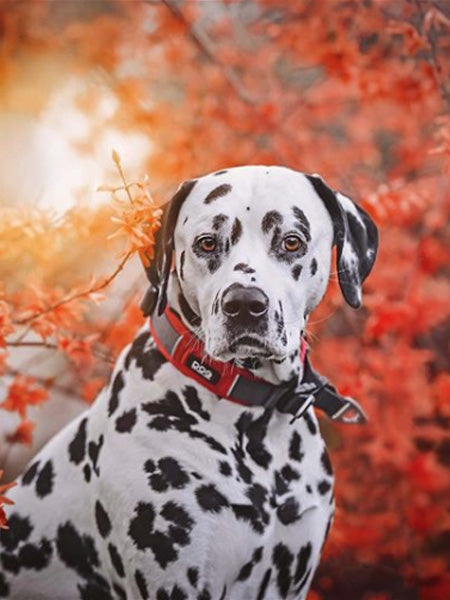 Collier Rouge pour chien - Urban Explorer - DOG Copenhagen – Image 2