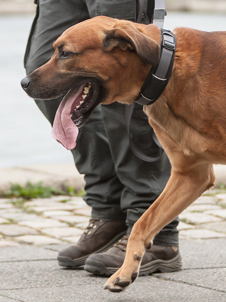 Collier Noir pour chien - Urban Explorer - DOG Copenhagen – Image 3