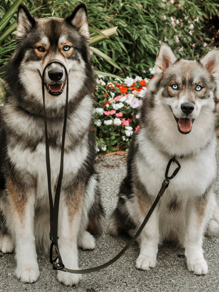 Laisse waterproof MELLEM X pour chien - Black - Lambwolf Collective – Image 2