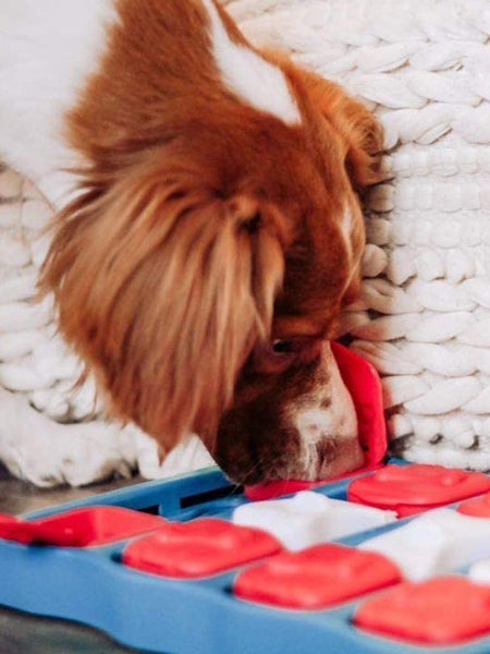 Jouet interactif / puzzle pour chien - Dog Brick - Niveau 2 – Image 7
