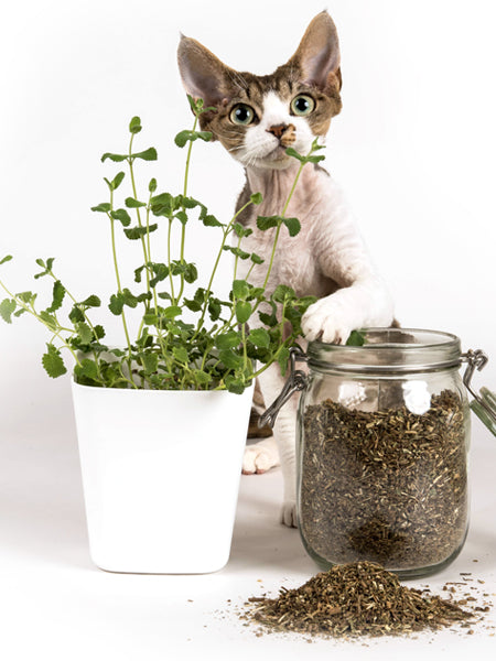 Jouet pour chat à l'herbe à chat en coton biologique - HitKicker – Image 3
