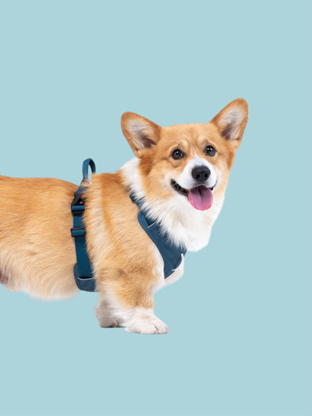 Harnais pour chien Roam Harness - Deep teal - Woolly Wolf – Image 3